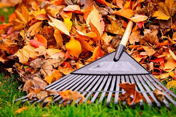 Effortless Fall Beauty: Why Hiring a Landscaper for Yard Cleanups is a Smart Choice
