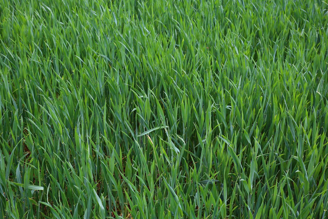 Lawn Fertilization Service Costs Explained (Without the Fertilizer Jargon)