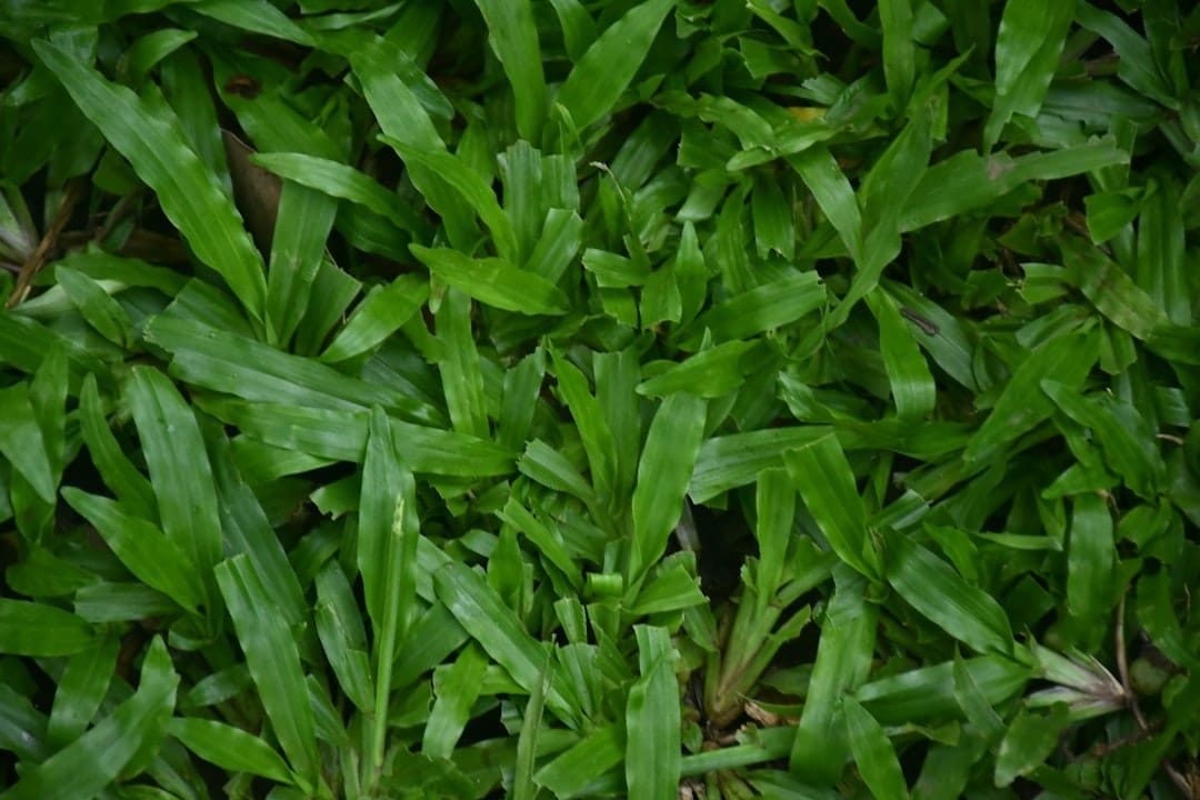 From Seed to Green: Laying a Lush New Lawn